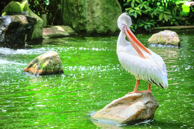 吉隆坡飛禽公園%